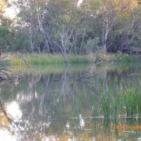 Nyngan - Bogan River about 1.8 km Upstream from the Weir - 2014-01-16, Батурст