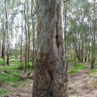 Scar tree (river red gum) on the banks of the Murrumbidgee River, Wagga Wagga NSW, Вагга-Вагга