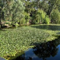 lily pond, Вагга-Вагга