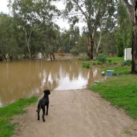 "Where did my path go?" Wagga Wagga Floods, Вагга-Вагга