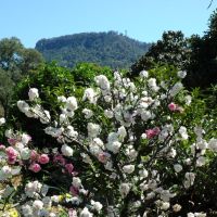 Wollongong Mt Keira view from Botanic Gardens, Воллонгонг
