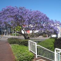 Wollongong. Jacaranda tree, Воллонгонг
