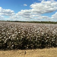 Cotton Field at  Warren by Dr Muhammad J Siddiqi State Water Corp, Гоулбурн