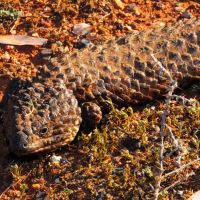 Stumpy - Tailed Lizard, Коффс-Харбор