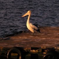 Pelican near Newcastle Ferry Wharf, Ньюкастл
