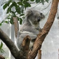 Wildlife, Сидней
