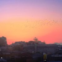 The red of sunset over Devonport brings the starlings home to roost., Девонпорт