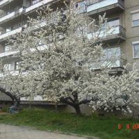 Cherry tree in blossom, Кюстендил