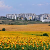 Un câmp cu floarea-soarelui la marginea orașului Razgrad, Разград