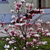 Китна   пролет / Lovely  spring, Асеновград