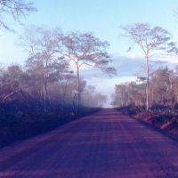 Mata Seca - Transição da Floresta Amazônica Para a Vegetação Nordestina, Бакабаль