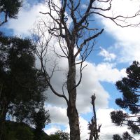 Árvore Morta, Кампина-Гранде