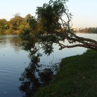 Árvore caida no lago, Лондрина