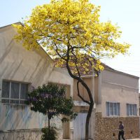 Ypê amarelo - árvore símbolo de minha terra, Бауру