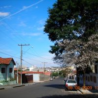 Ipê Branco na Rua N.Srª. de Fátima, Ботукату