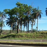 Àrvore e coqueiros - Domingos Sartori, Ботукату