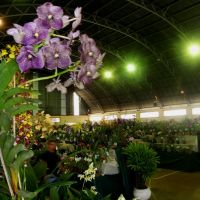 Exposição Nacional de Orquídeas de Catanduva no Colégio Nossa Senhora do Calvário - Colegião, Катандува