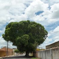 figueira centenária em Iguatu, Игуату