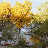 autumn leaves of Idaho Falls, Айдахо-Фоллс