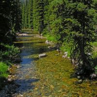 Cayuse Creek. Clearwater Mtns., North Central Idaho, Барли