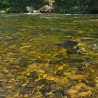 The clear waters of the Lochsa River, Барли