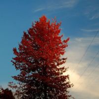 fall tree at sunset, Бойсе