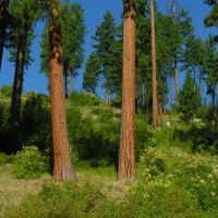 Big ponderosa pine near the French Creek road. Salmon River breaks, Маунтейн-Хоум