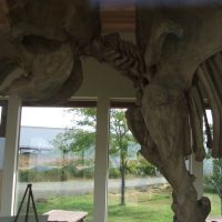 Grangeville, ID: Tolo Lake Mammoth Skeleton Replica, Eimers-Soltman Park, Монтпелье