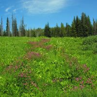High altitude wet meadow on Marshall Mountain, Монтпелье
