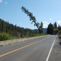 "Leaning Tree of Idaho" MP 47 US Hwy 12, Orofino ID, Орофино