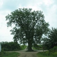 Tree in the road, Гринфилд