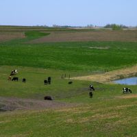 Cattle and Horse, Villisca, Iowa, Гринфилд