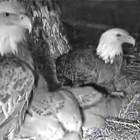 Decorah Eagles screen shot taken 11.43am in Melbourne,  Australia of female and male on nest 8.43pm Iowa 3rd May, 2011. Camera courtesy of Raptor Resource Project and Ustream (infra red), Денвер