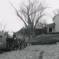 My Father Plowing Garden With Mules 1952, Калумет