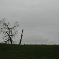 Tree near Cushing, Калумет