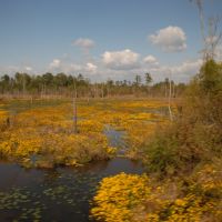 Swamp in Bloom, Акрон