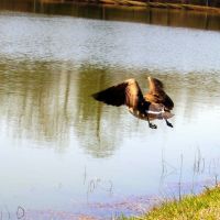 Goose in flight, Альбертвиль
