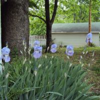 Purple irises rise, Атенс