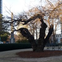 Tree in Linn Park, Бирмингам