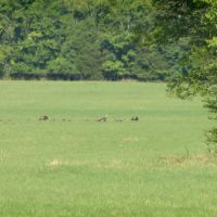 Eastern Wild Turkey in Jackson County, Alabama, Вудвилл