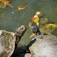 Turtles Courting, Гадсден