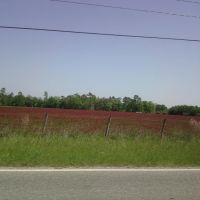 Field of red clover between Kinston & Samson on Rt. 52, Кинстон