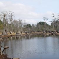cypress butts, Caryville, Florida (12-30-2006), Коттонвуд