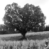 Lone Tree, Лексингтон