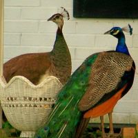 Peacock in a basket, Локсли