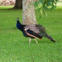 Mr. Peacock, Локсли