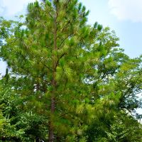 A beautiful Alabama State Tree the Longleaf Pine at Lockhart, Alabama, Локхарт
