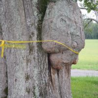 Burl on a tree that looks like a face. Moundville Archaeological Park. 7/6/2007., Маундвилл