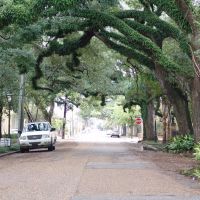 canopy road, State St, looking east, Mobile Ala (12-26-2011), Мобил