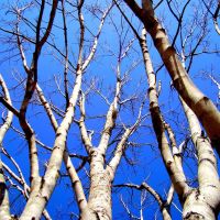 Trees, Напир-Филд